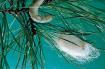 고치