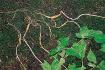 산삼