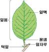 잎