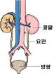 배설 기관(척추동물)