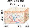 피부